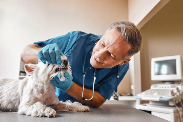 Best Dentist for Tooth Abscess  in New Market, TN